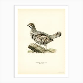 Hazel Grouse, The Von Wright Brothers 2 Art Print