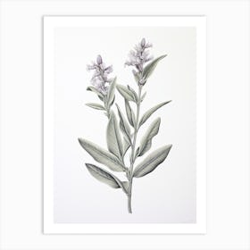 Sage Vintage Botanical Herbs 1 Art Print