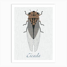 Cicada Bug Insect Australia Beetle 8 Poster