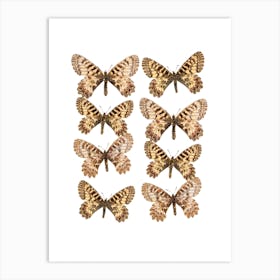Two Rows Of Butterflies Art Print