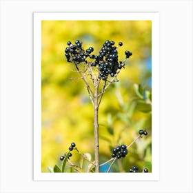 Black Elderberry 20211023 354ppub Art Print