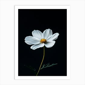 White Cosmos Flower 5 Art Print