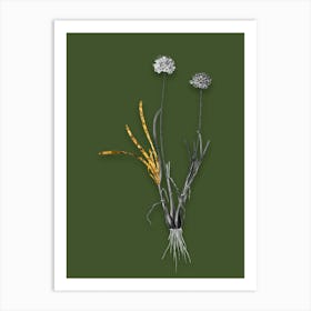 Vintage Allium Carolinianum Black and White Gold Leaf Floral Art on Olive Green n.0522 Art Print