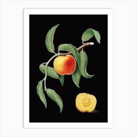 Vintage Peach Botanical Illustration on Solid Black n.0953 Art Print