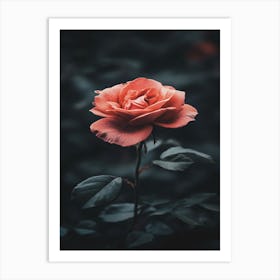 Dark Rose 15 Art Print