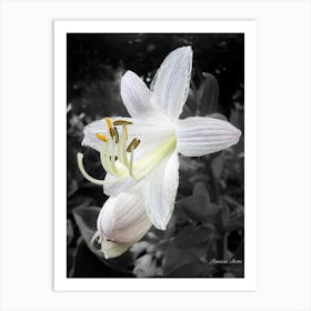 White Lily Art Print