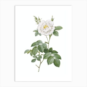 Vintage White Rose Botanical Illustration on Pure White n.0691 Art Print