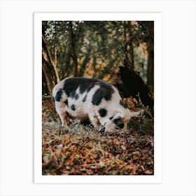 Kune Kune Pig Art Print