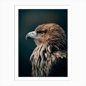 Golden eagle Art Print
