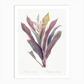 Cordyline Fruticosa Illustration From Les Liliacées, Pierre Joseph Redouté Art Print