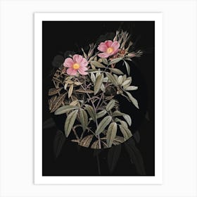 Vintage Botanical Pink Swamp Roses on Circle Black on Black n.0333 Art Print