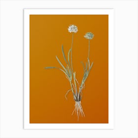 Vintage Allium Carolinianum Botanical on Sunset Orange Art Print