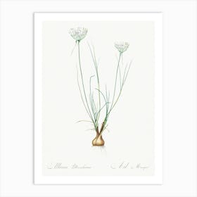 Allium Moschatum Illustration From Les Liliacées (1805), Pierre Joseph Redoute Art Print