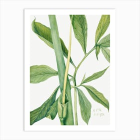 Vintage Botanical Mary Vaux Walcott _2732410 Art Print