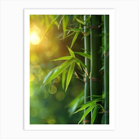Bamboo Trees In The Sunlight Art Print