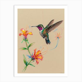 Hummingbird 14 Art Print