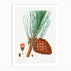 Stone Pine, Pierre Joseph Redoute Art Print