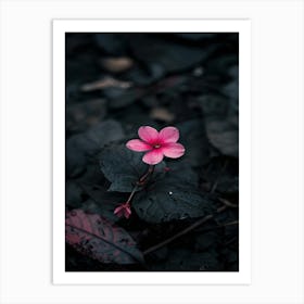 Pink Flower In The Dark 5 Art Print