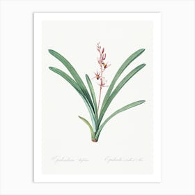 Boat Orchid, Pierre Joseph Redoute Art Print