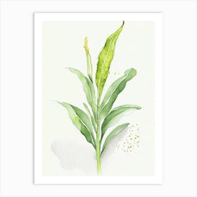 Plantain Herb Minimalist Watercolour Art Print