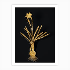 Vintage Narcissus Gouani Botanical in Gold on Black n.0213 Art Print