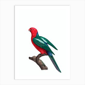 Vintage Australian King Parrot Bird Illustration on Pure White Art Print