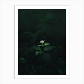 Single Flower In The Dark 61 Art Print