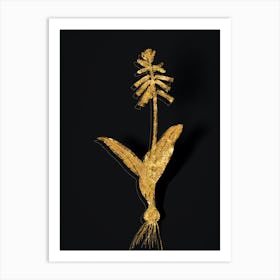 Vintage Lachenalia Pendula Botanical in Gold on Black n.0159 Art Print