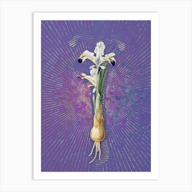 Vintage Iris Persica Botanical Illustration on Veri Peri n.0588 Art Print