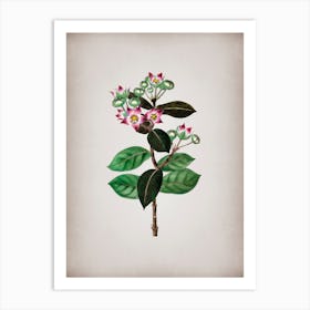 Vintage Tall Calotropis Flower Botanical on Parchment n.0771 Art Print