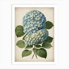 Hydrangea 3 Art Print