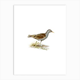 Vintage Little Crake Bird Illustration on Pure White n.0079 Art Print