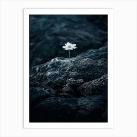 Single Flower On A Rock 10 Art Print