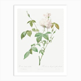 Variety Of Monthly Rose Also Known As Bengal Rose With White Flowers, Pierre Joseph Redoute Art Print