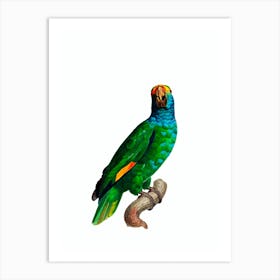 Vintage Blue Cheeked Amazon Parrot Bird Illustration on Pure White n.0038 Art Print