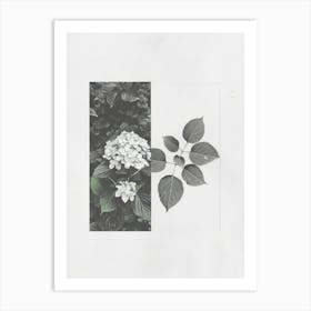 Hydrangea Flower Photo Collage 3 Art Print