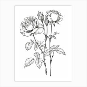 Roses Sketch 42 Art Print