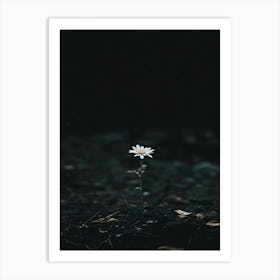 Single Flower In The Dark 10 Art Print