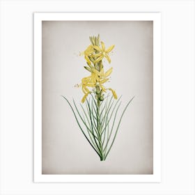 Vintage Yellow Asphodel Botanical on Parchment Art Print