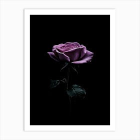 Purple Rose On Black Background Art Print