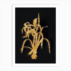 Vintage Sprekelia Botanical in Gold on Black n.0043 Art Print