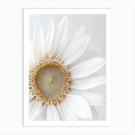 White Sunflower 1 Art Print