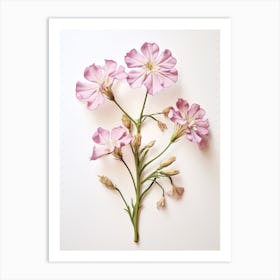 Pressed Flower Botanical Art Phlox Art Print