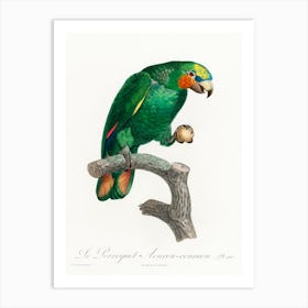 The Orange Winged Amazon, From Natural History Of Parrots, Francois Levaillant Art Print