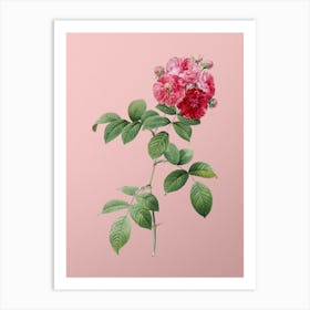 Vintage Seven Sisters Roses Botanical on Soft Pink n.0659 Art Print