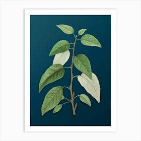 Vintage Balsam Poplar Leaves Botanical Art on Teal Blue n.0958 Art Print