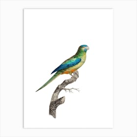 Vintage Turquoise Parrot Bird Illustration on Pure White Art Print