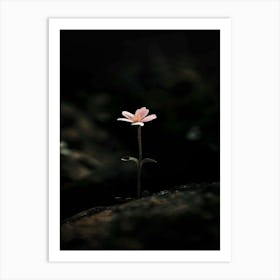 Single Flower In The Dark 78 Art Print