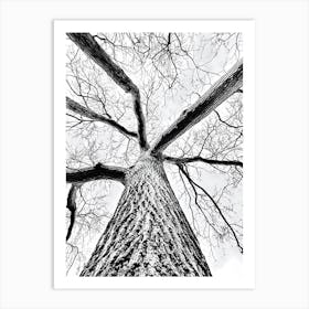 Black And White oak Tree Art Print