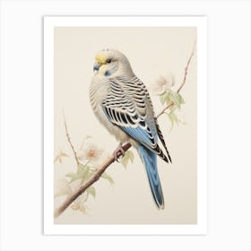 Vintage Bird Drawing Budgerigar 2 Art Print